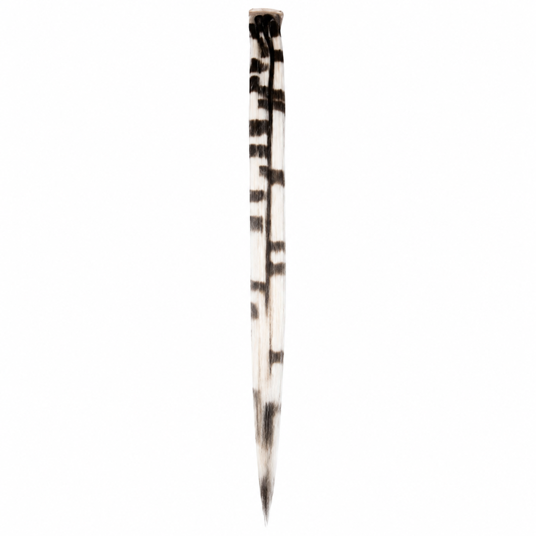 PASEMKO S CAT TAIL